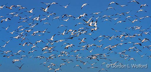 Snow Geese Flyout_30735.jpg - Snow Geese (Chen caerulescens) photographed along the Gulf coast near Port Lavaca, Texas, USA.
